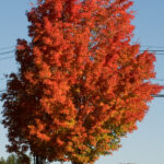 Acer Saccharum Sugar Maple