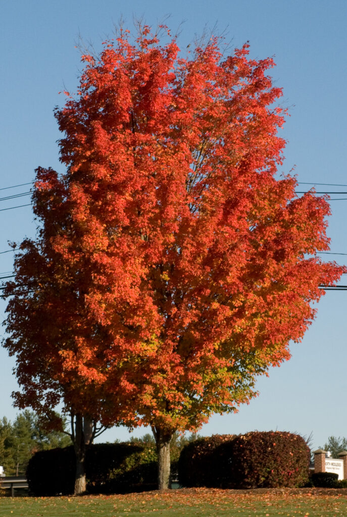 Acer Saccharum Sugar Maple