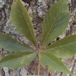 Basic Tree Tree Identification Regional And Community Forestry