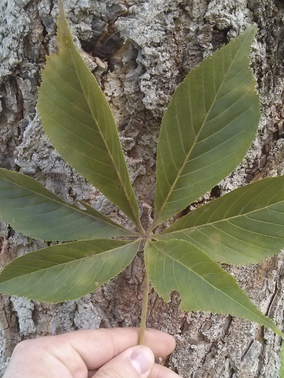 Basic Tree Tree Identification Regional And Community Forestry 