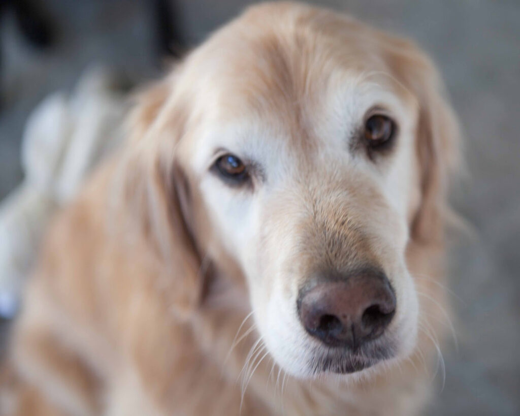 Canine Splenic Hemangiosarcoma Metropolitan Veterinary Associates