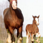 Clydesdale Breeders Of The USA Photo Gallery Clydesdale Breeders Of