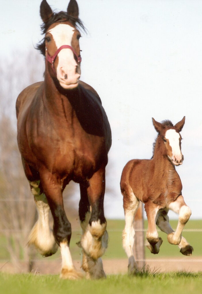 Clydesdale Breeders Of The USA Photo Gallery Clydesdale Breeders Of 