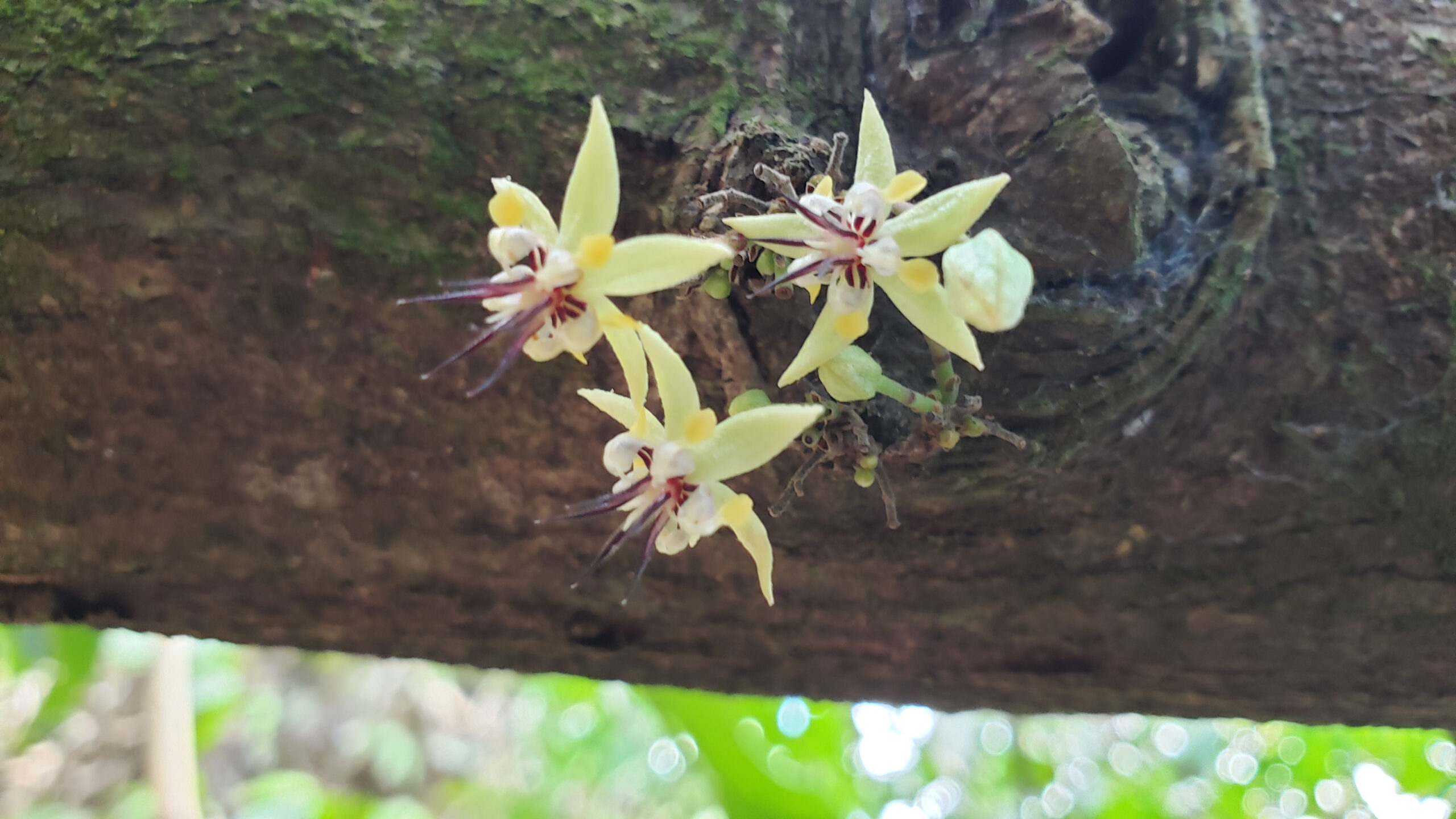 Conservation Cocoa Research Centre