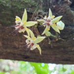 Conservation Cocoa Research Centre