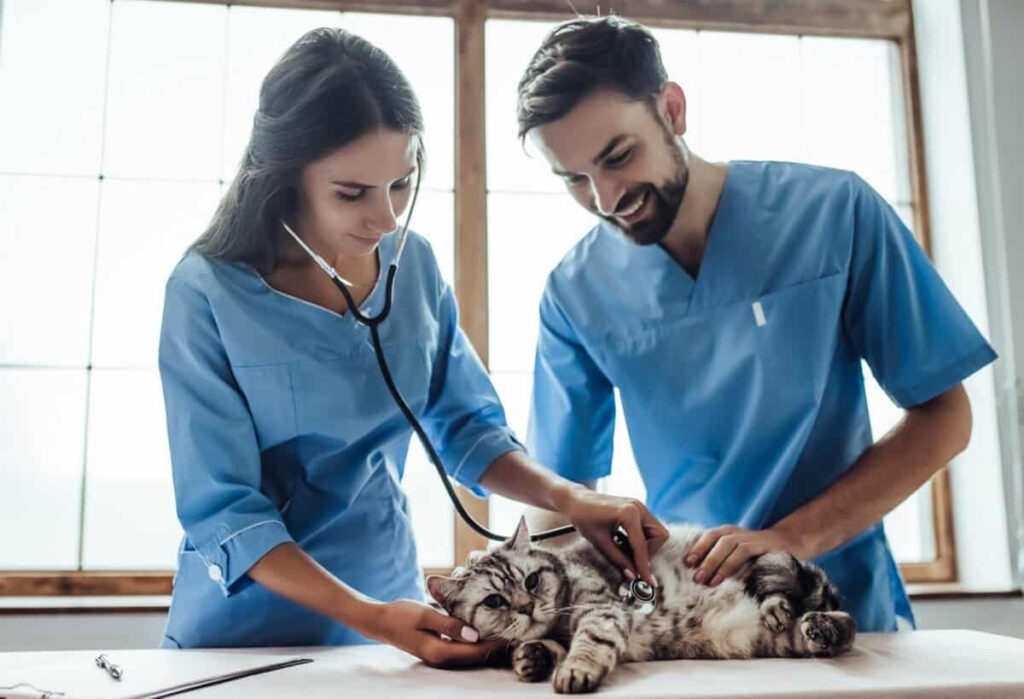 How To Become A Veterinary Assistant The Academy Of Pet Careers