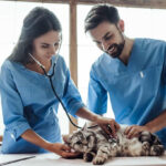 How To Become A Veterinary Assistant The Academy Of Pet Careers