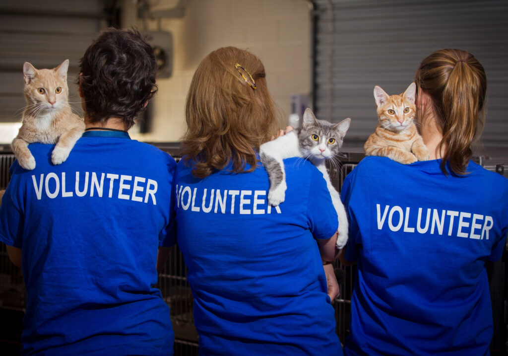 Humane Society Of Loudoun County 10 Reasons To Volunteer At The Humane