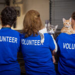 Humane Society Of Loudoun County 10 Reasons To Volunteer At The Humane