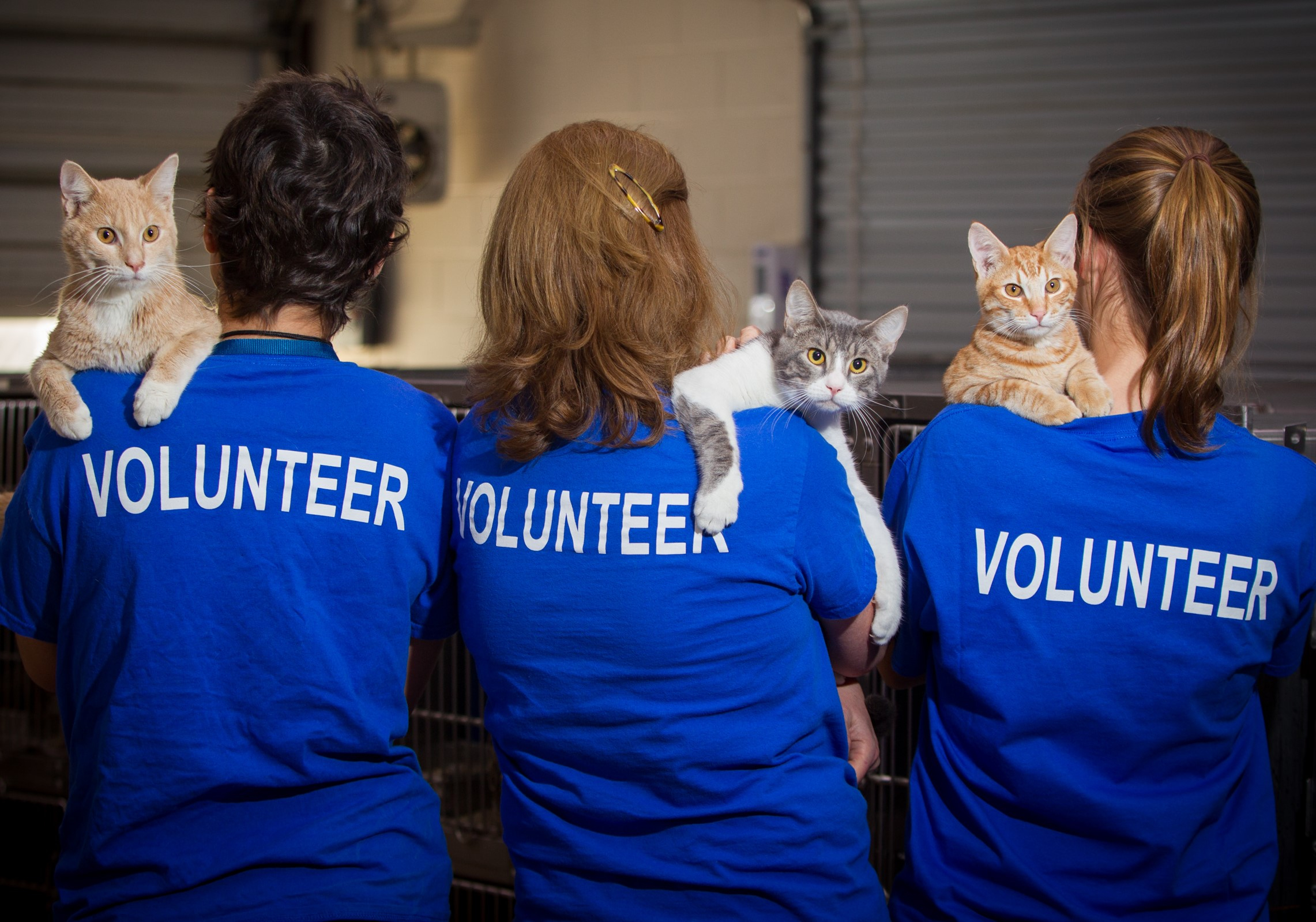 Humane Society Of Loudoun County 10 Reasons To Volunteer At The Humane 