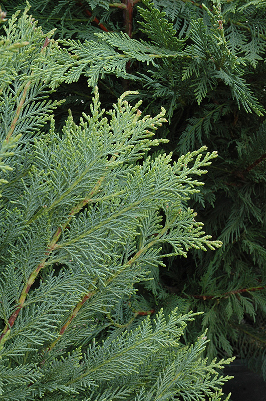 Leyland Cypress Cupressocyparis X Leylandii In Richmond Fairfax 