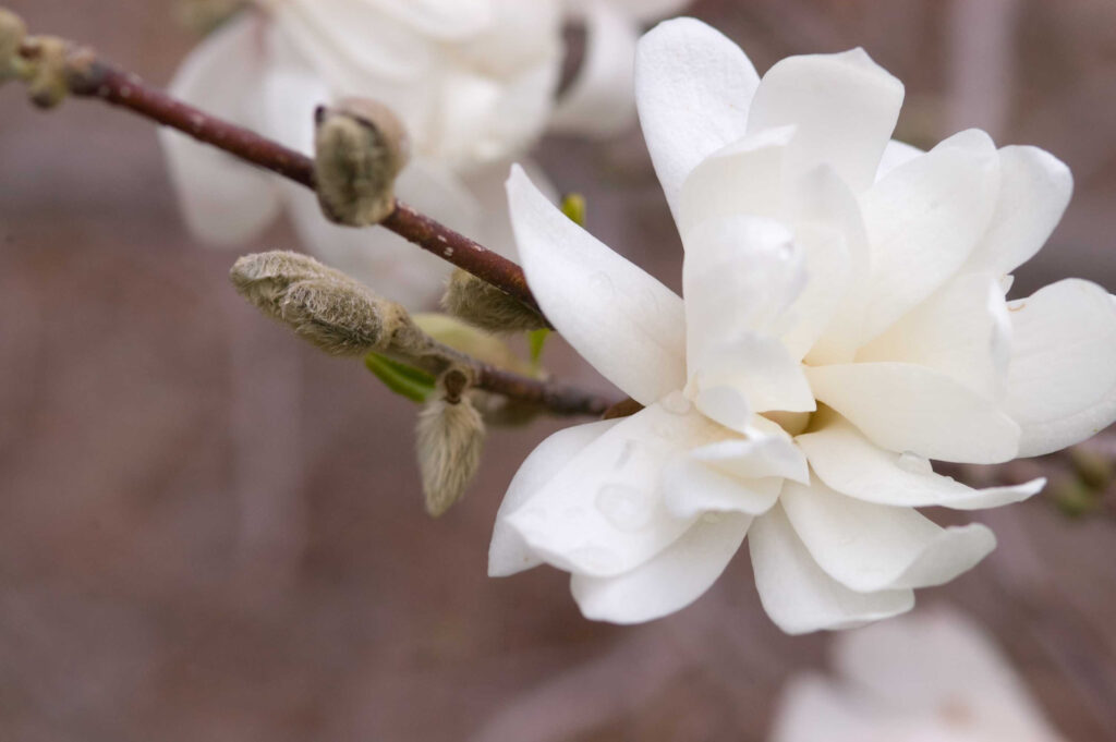 Magnolia Dr Merrill TheTreeFarm