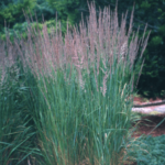 Ornamental Grasses Lawn Connections LLC