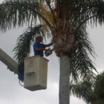 Palm Tree Trimming Care Tree Trimming Pruning