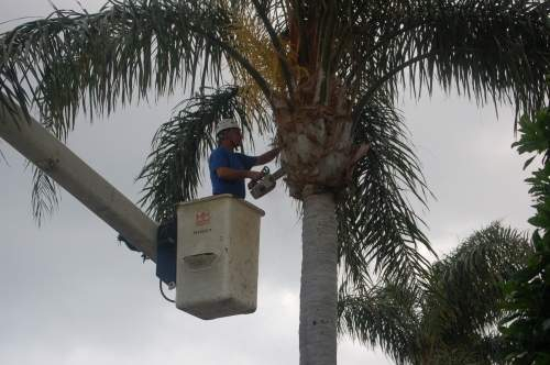 Palm Tree Trimming Care Tree Trimming Pruning