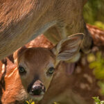 Photographer Captures Doe Fawn At Bath Time The Spokesman Review