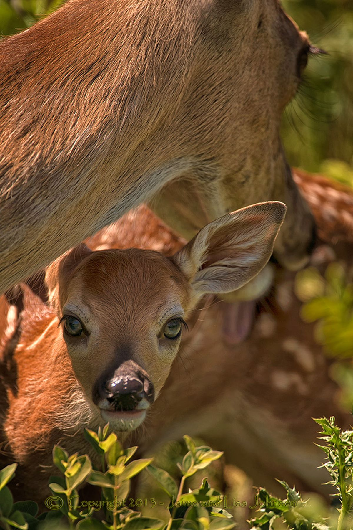 Photographer Captures Doe Fawn At Bath Time The Spokesman Review