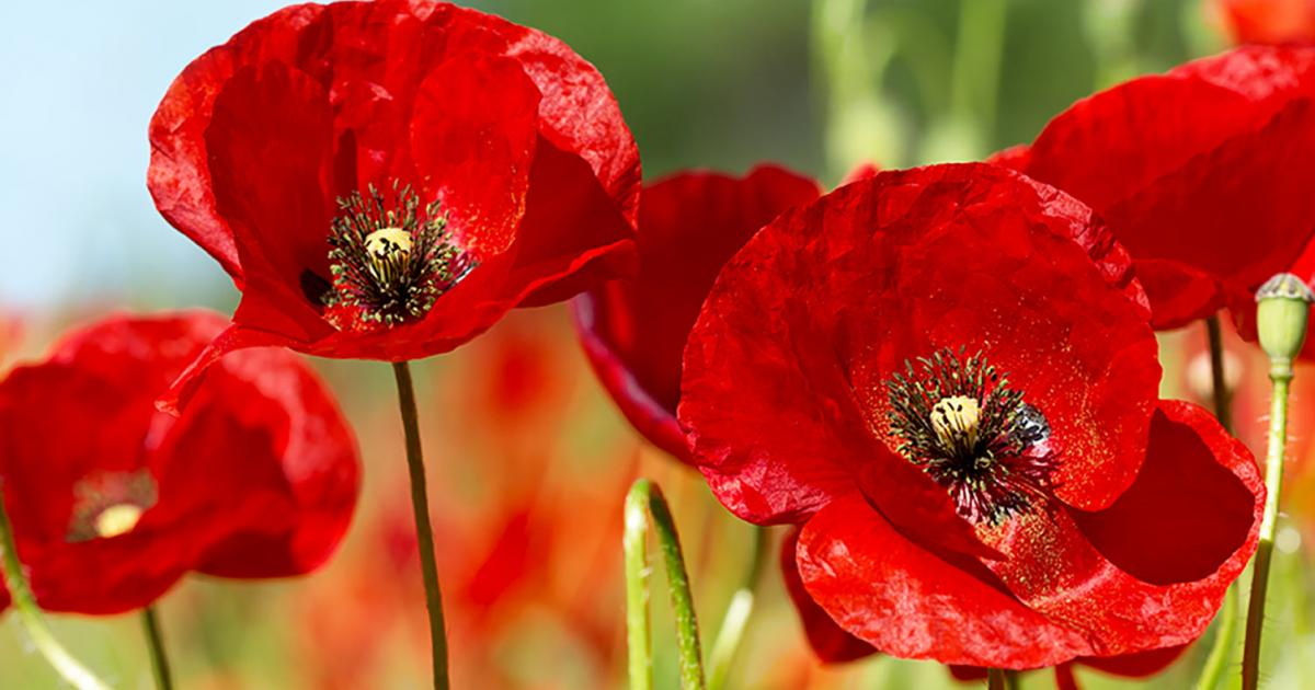 Remembrance Day Service In Riverview Town Of Riverview New Brunswick