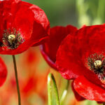 Remembrance Day Service In Riverview Town Of Riverview New Brunswick