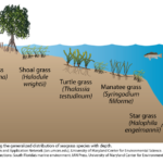 Seagrass Distribution Media Library Integration And Application Network