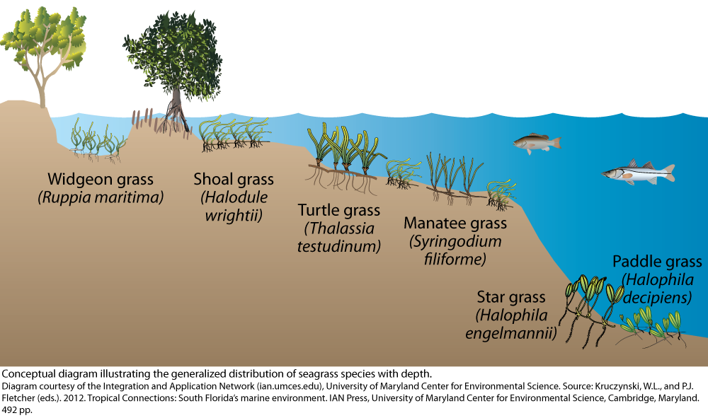 Seagrass Distribution Media Library Integration And Application Network