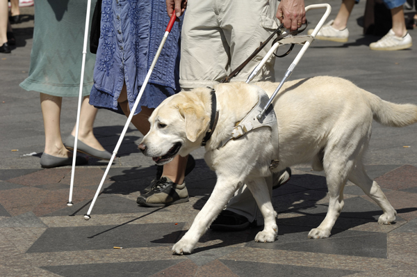 Service Animals And Emotional Support Animals Disability Services 