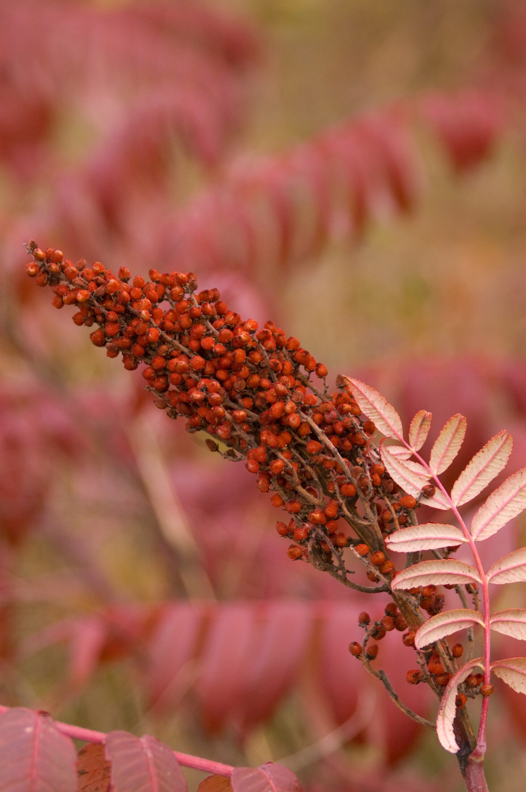 Sumac Smooth TheTreeFarm