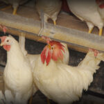 Sunrise Poultry Sauder s Eggs