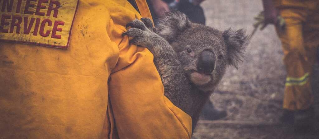 The Fireman And The Koala The Hub By NRMA Insurance