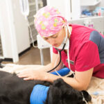 Veterinarian Employment Opportunities In Melville Saskatchewan