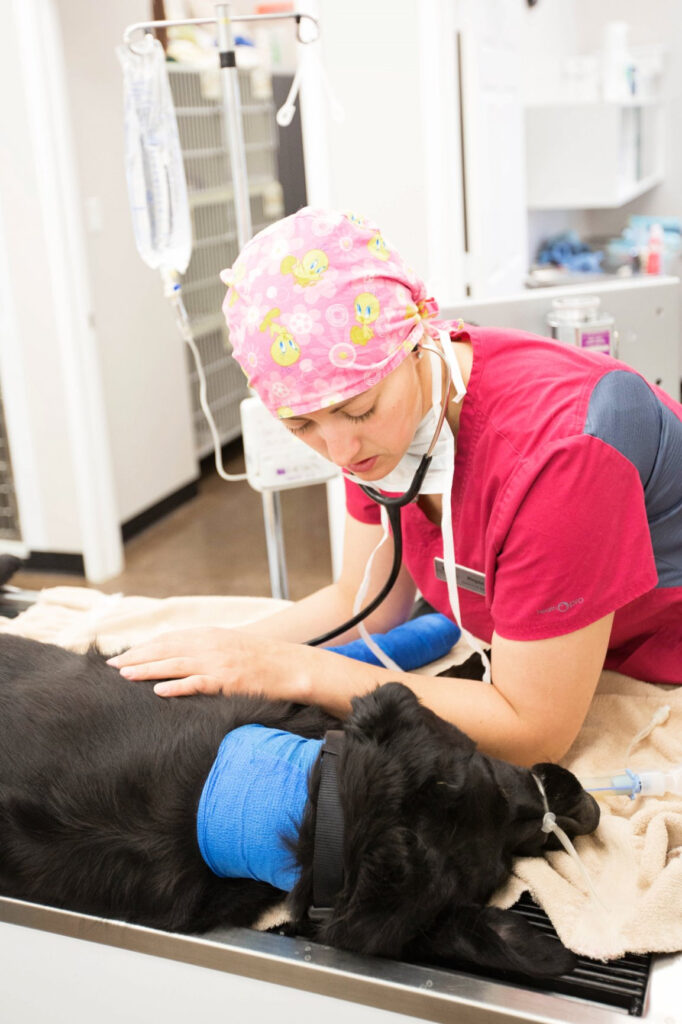 Veterinarian Employment Opportunities In Melville Saskatchewan 