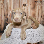 Weimaraner DOG Female Silver Grey 2534026 Petland Fort Myers Florida