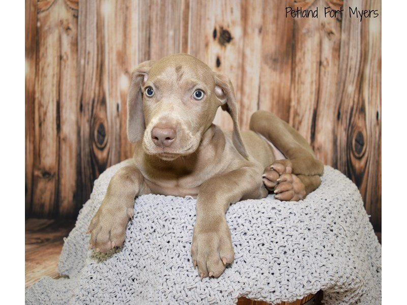 Weimaraner DOG Female Silver Grey 2534026 Petland Fort Myers Florida